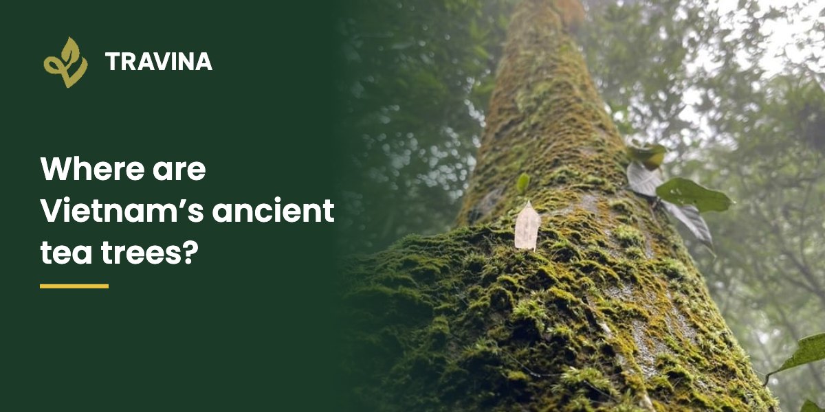 Where are Vietnam's ancient tea trees? Moss-covered trunk of an old tea tree in Thai Nguyen