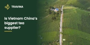 Is Vietnam China's biggest tea supplier? TRAVINA cover over tea hills in Dai Tu, Thai Nguyen