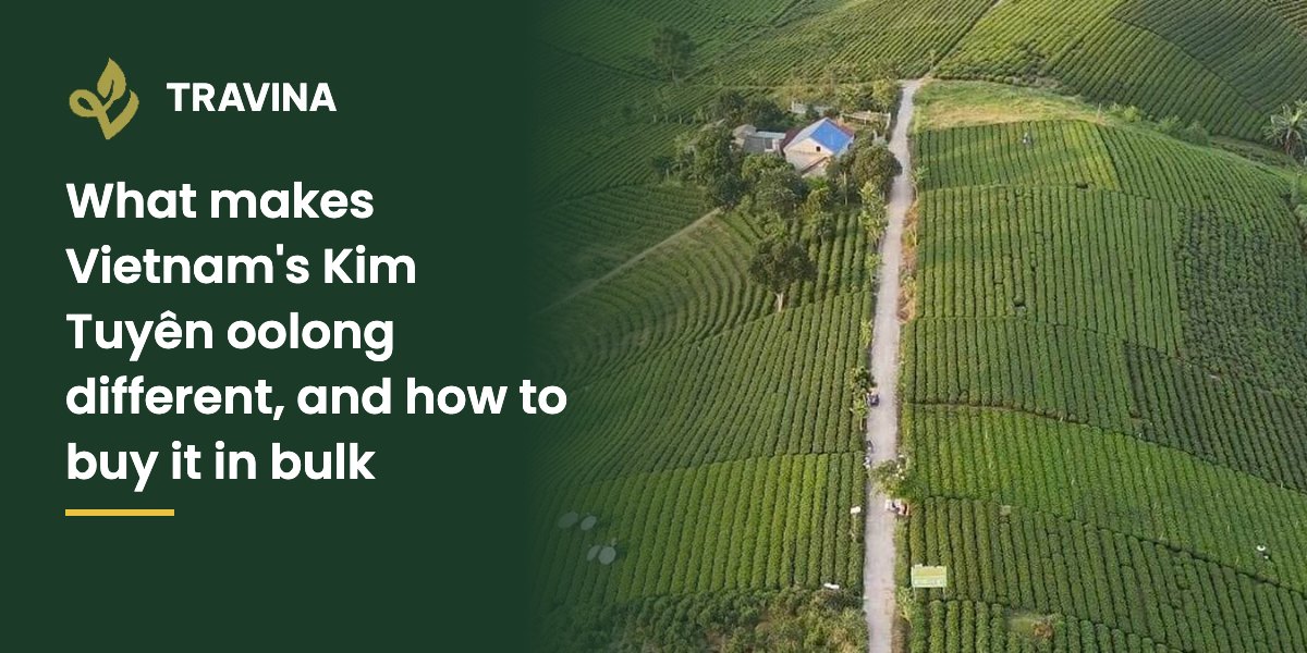 What makes Vietnam's Kim Tuyên oolong different, and how to buy it in bulk