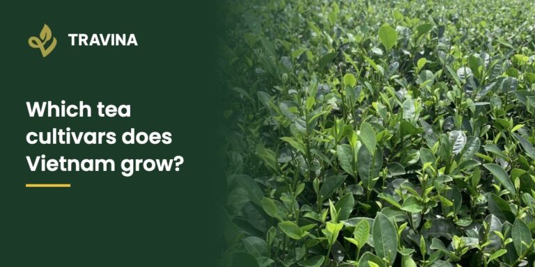 Which tea cultivars does Vietnam grow? New shoots with one bud and two leaves at Dai Tu