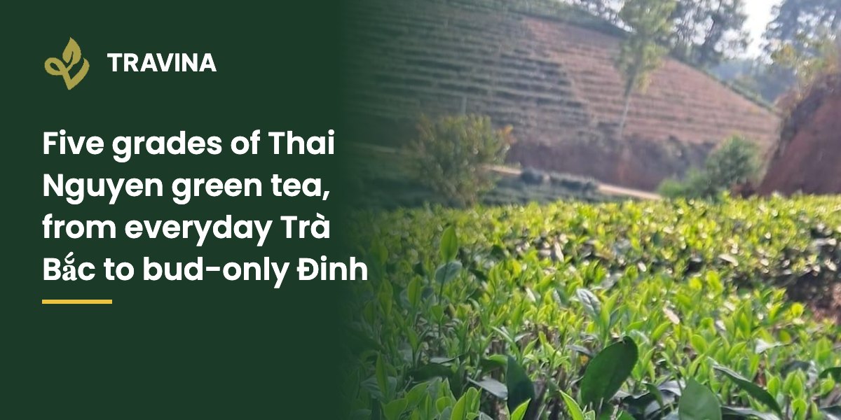 Five grades of Thai Nguyen green tea, from everyday Trà Bắc to bud-only Đinh