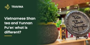 Vietnamese Shan tea and Yunnan Pu'er: a pressed tea cake on display in Thai Nguyen