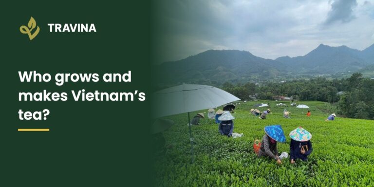 Who grows and makes Vietnam's tea? Cooperative members hand picking tea in Thai Nguyen