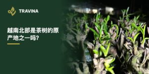越南北部是茶树的原产地之一吗？TRAVINA茶园修剪后萌发新梢的茶树