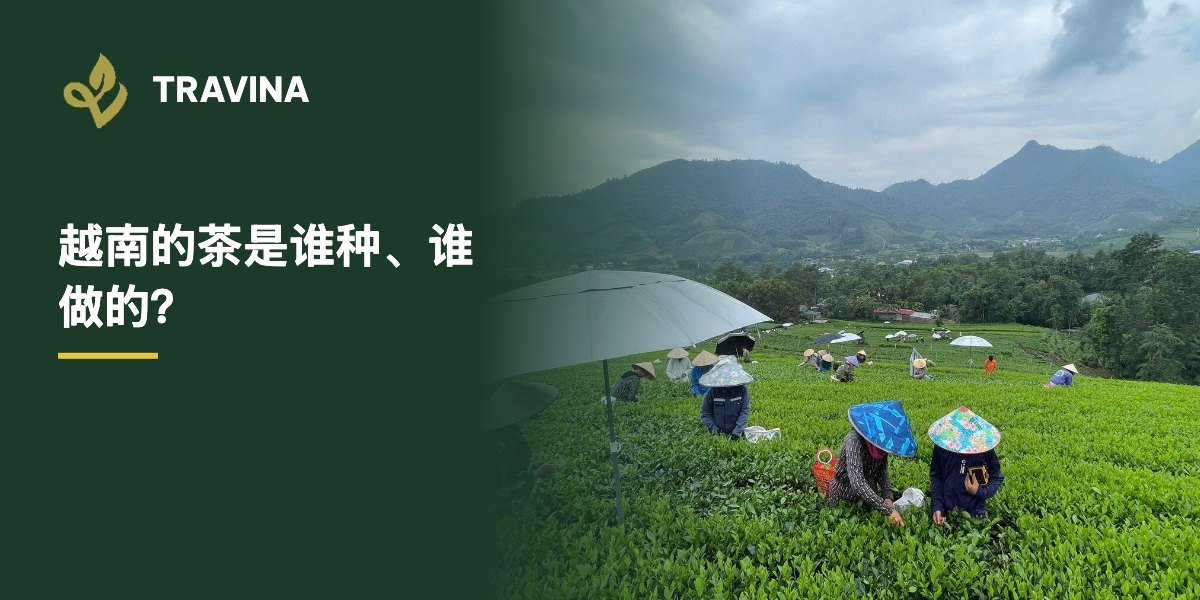 越南的茶是谁种、谁做的？越南太原合作社社员手工采茶