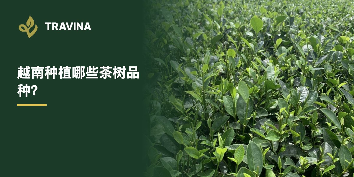 越南种植哪些茶树品种？越南太原大慈一芽二叶的新梢