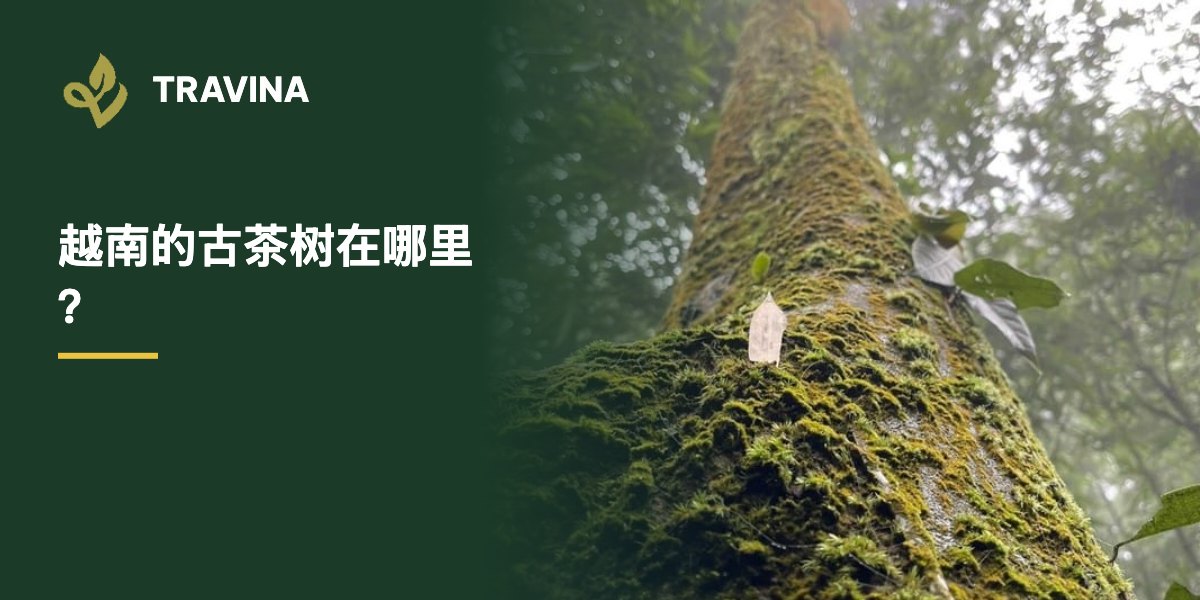 越南的古茶树在哪里？越南太原一株长满苔藓的老茶树