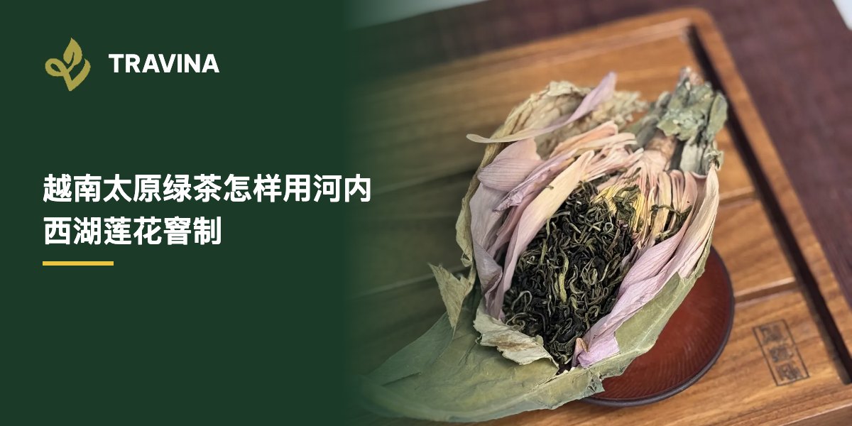 越南莲花茶怎么窨制？越南太原绿茶配河内西湖莲花，整朵窨与莲蕊窨有何不同