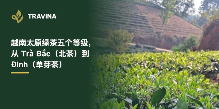 越南太原绿茶分五个等级：从日常 Trà Bắc（北茶）到 Đinh（单芽茶）怎么选