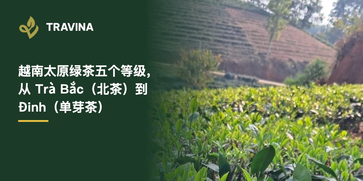越南太原绿茶分五个等级：从日常 Trà Bắc（北茶）到 Đinh（单芽茶）怎么选