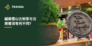 越南雪山古树茶与云南普洱：越南太原展示的紧压茶饼