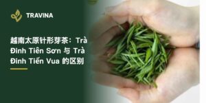 越南太原针形芽茶怎么选？Trà Đinh Tiên Sơn（仙山针形芽茶）与 Trà Đinh Tiến Vua（贡品单芽茶）的区别