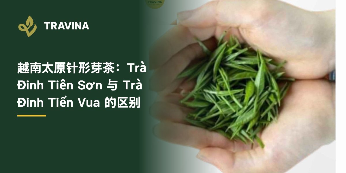 越南太原针形芽茶怎么选？Trà Đinh Tiên Sơn（仙山针形芽茶）与 Trà Đinh Tiến Vua（贡品单芽茶）的区别